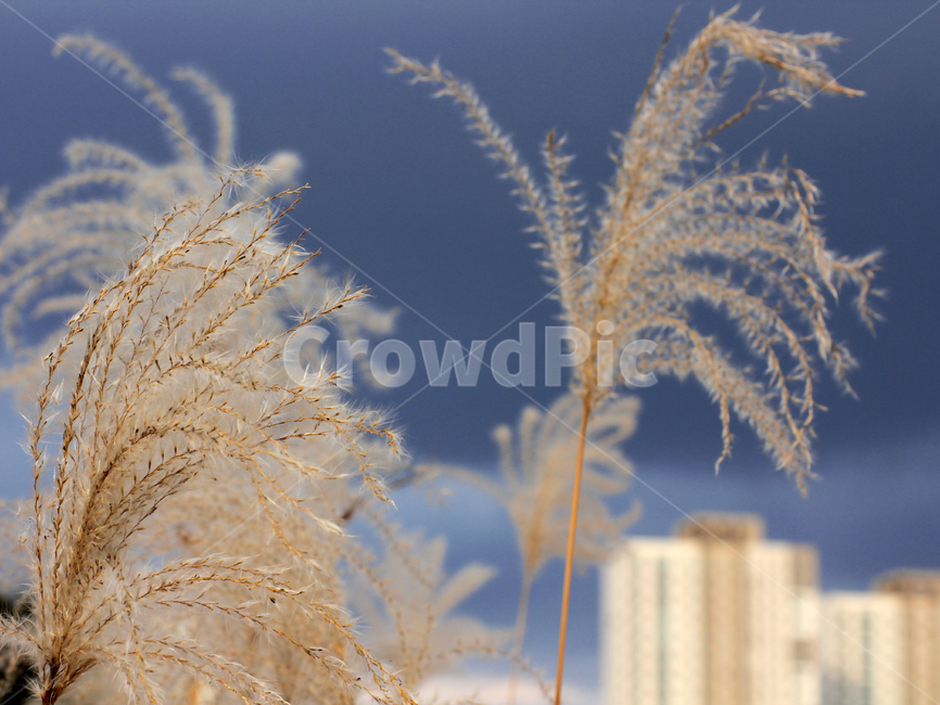 grass,plant,식물,lawn,갈대,가을,계절,fall,autumn,season,식물,자연,plants,nature,잔디