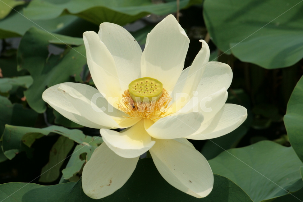plant,연꽃,꽃,식물,flower,꽃,flower