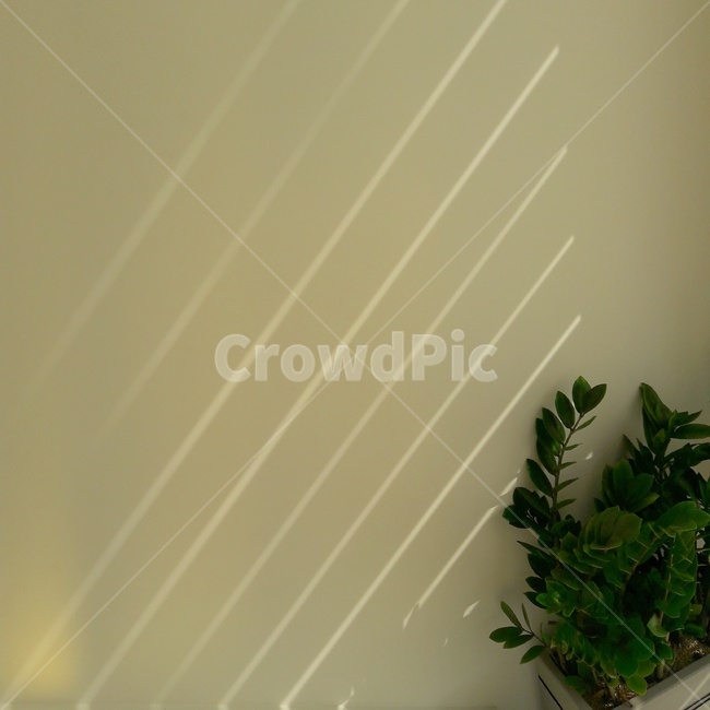 햇살,벽,인테리어,화분,나른,낮잠,카페,cafe,interior,display,식물,자연,plants,nature,실내용화초,화분,화초,house plant