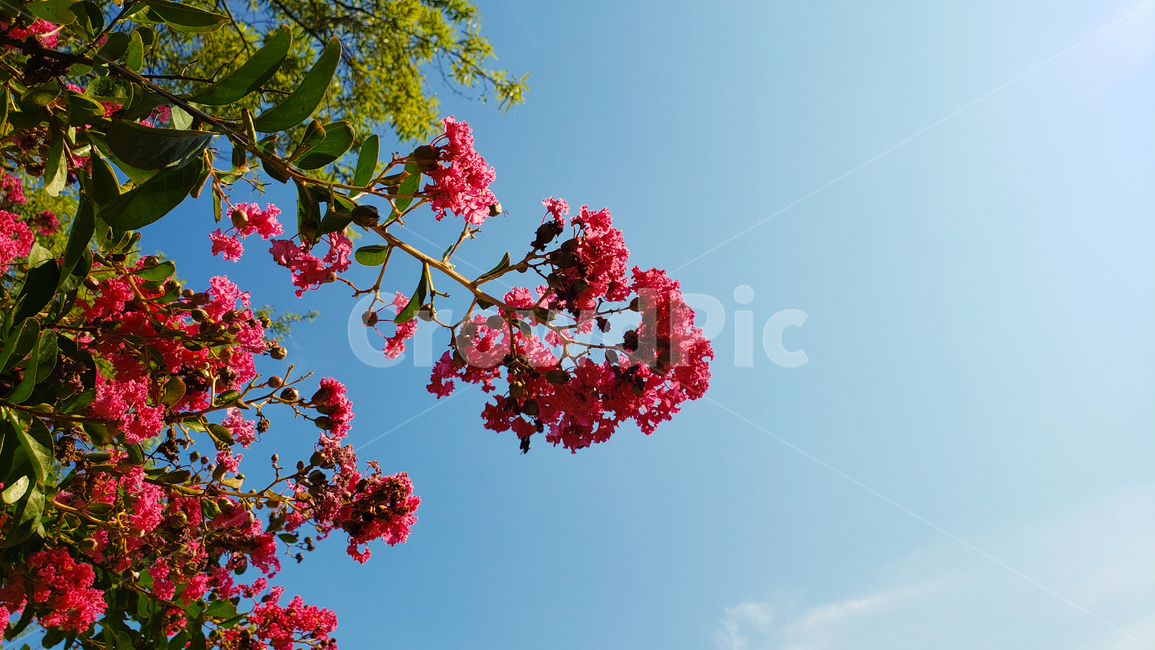 꽃,감성,하늘,자연,붉은,레드,red,sky,색깔,색상,대비,계절,만개,풍경