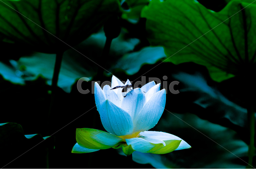 연꽃,문양,무늬,연잎,패턴,식물,자연,plants,nature,꽃,flower,동물,animal,곤충,벌레,insect,bug