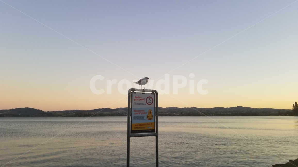 타우랑가,뉴질랜드,갈매기,tauranga,newzealand,seagul,바다,자연,ocean,물,산책로,잔디,야자수,bird,새