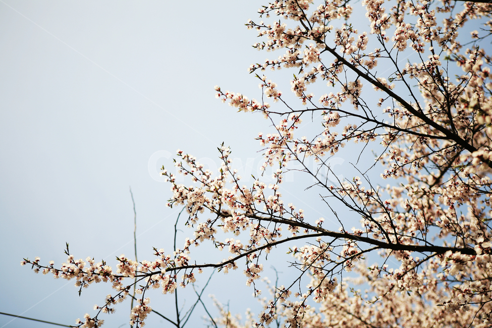 plant,식물,벚꽃,벛꽃나무,사쿠라