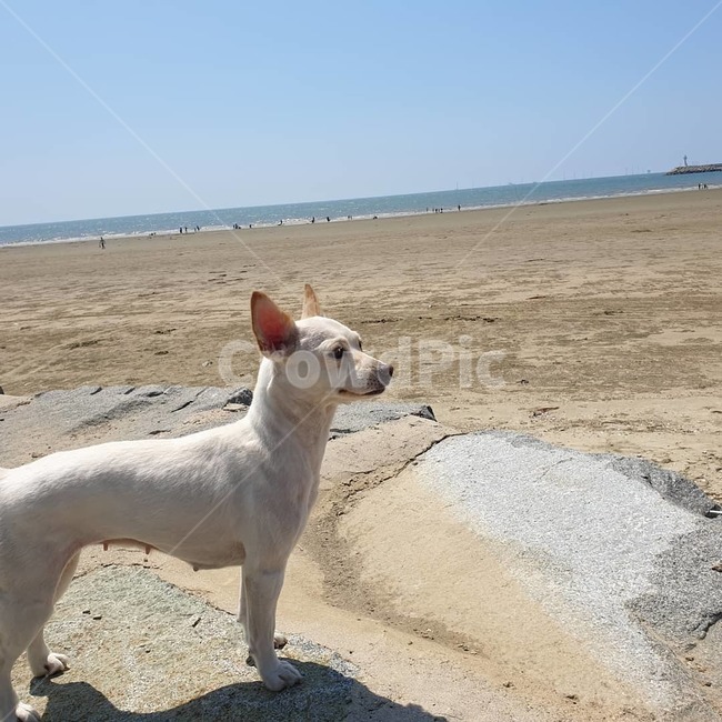 포유류,동물,자연,animal,mammal,동물,animal,포유류,mammal,개,강아지,dog,doggy