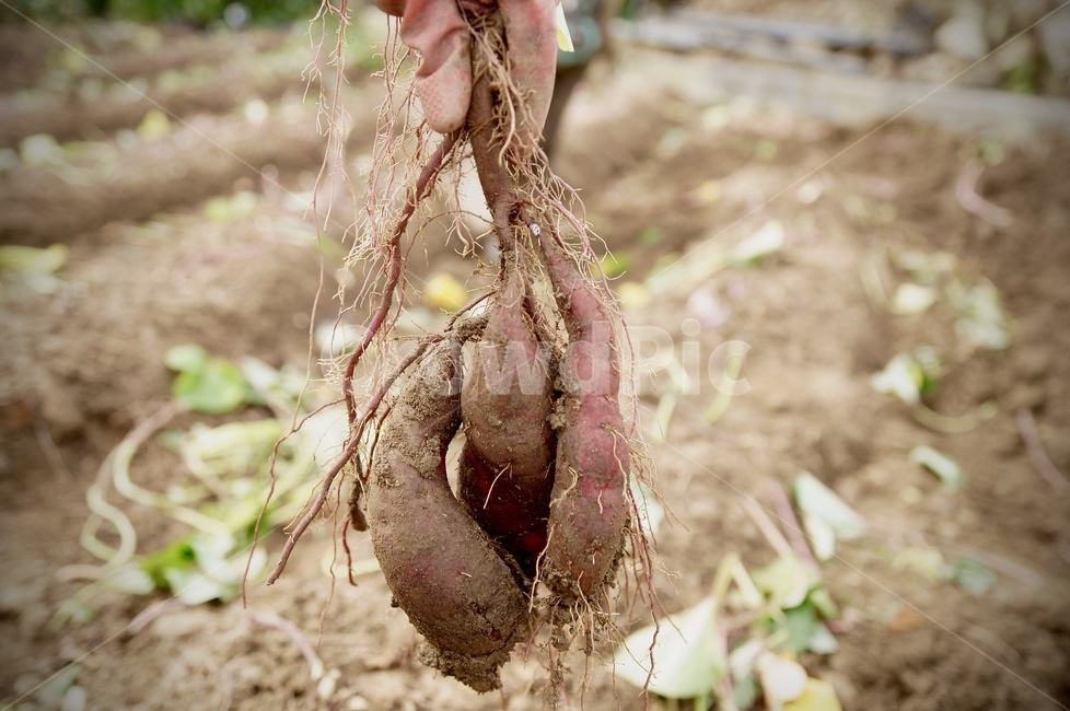 뿌리,root,식물,고구마,sweetpotato,탄수화물,다이어트,diet,식이조절,식이섬유,식단,채식,수확,가을,농사,뿌리식물,농작물,농업,crop,harvest,fiber,vegetarian,야생,음식,식재료,요리,food,cook,meal,dishes,food reserves