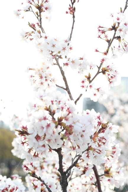 봄,벚꽃,꽃,흰꽃,사쿠라,4월