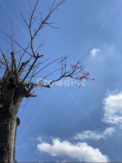 plant,식물,tree,나무,treetrunk,나무줄기,sky,blue,bluesky,clouds,구름,하늘,꽃,flower