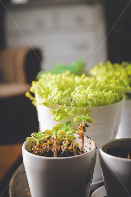 화분,식물,인테리어,햇살,사진,식물,자연,plants,nature,감성,sensible,feeling,휴식,힐링,rest,relaxation,healing
