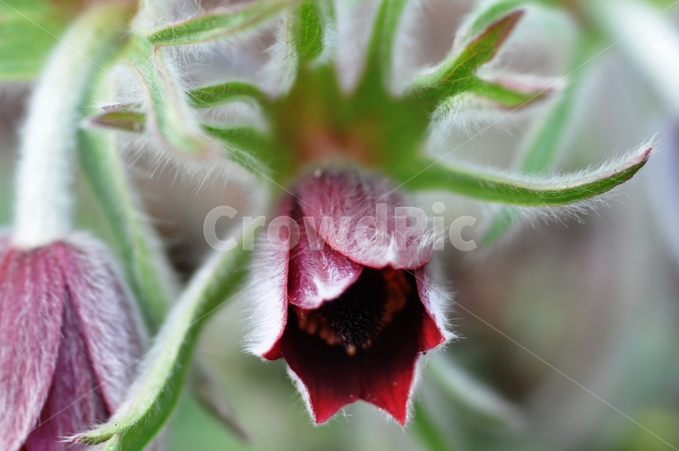 꽃,봄꽃,할미꽃,봄,flower,식물,자연,plants,nature,꽃,flower
