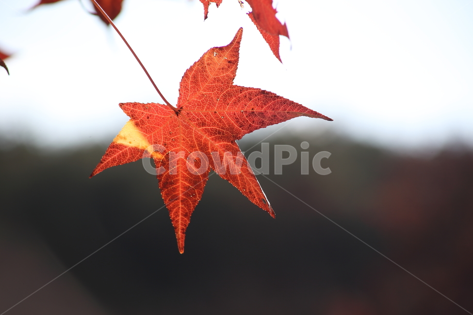 단풍,미국풍나무,가을,liquidambarstyraciflua,sweetgum,가을,계절,fall,autumn,season,식물,자연,plants,nature,plant,leaf,잎,tree,나무,maple