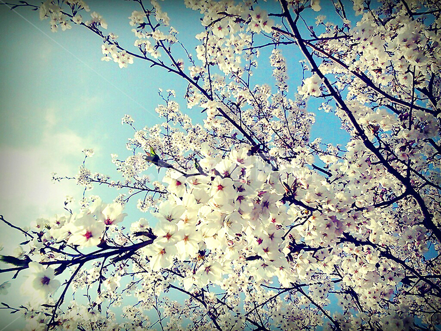 봄,벚꽃,밤벚꽃,봄꽃,벚꽃축제,나들이,꽃,봄,계절,spring,season,자연,풍경,nature,landscape,plant,식물,blossom,flower