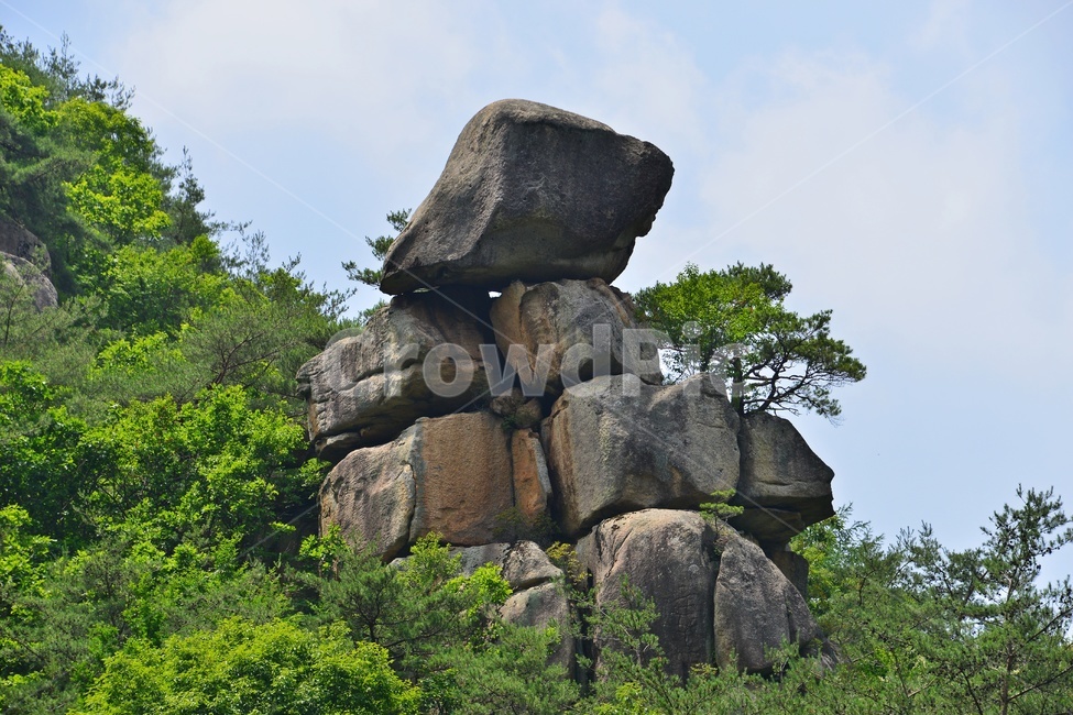 plant,식물,vegetation,초목,nature,자연,outdoors,옥외,충북,화양구곡,첨성대,화양구곡첨성대