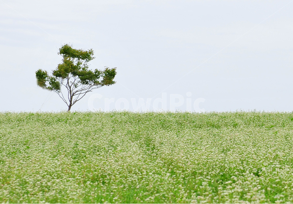 메밀꽃,메밀밭,메밀꽃필무렵,메밀,고창메밀밭,field,들,자연,농장,farm,grassland,nature,목초지,농촌,자연,풍경,nature,landscape,outdoors,옥외,rural
