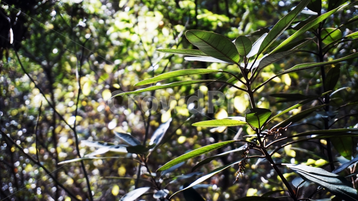 풀,나무,자연,숲,빛,햇빛,자연의신비,푸른색,식물,자연,plants,nature