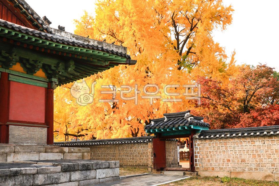 성균관,명륜당,가을,은행나무,단풍,은행나무단풍,문화유산,tree,나무,leaf,잎,outdoors,옥외,architecture,건축물,sky,하늘,autumn