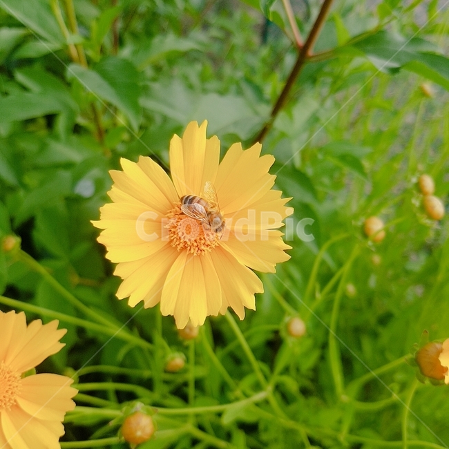 꽃,코스모스,자연,꿀벌,벌,노랑,노란꽃,꽃,flower,곤충,벌레,insect,bug
