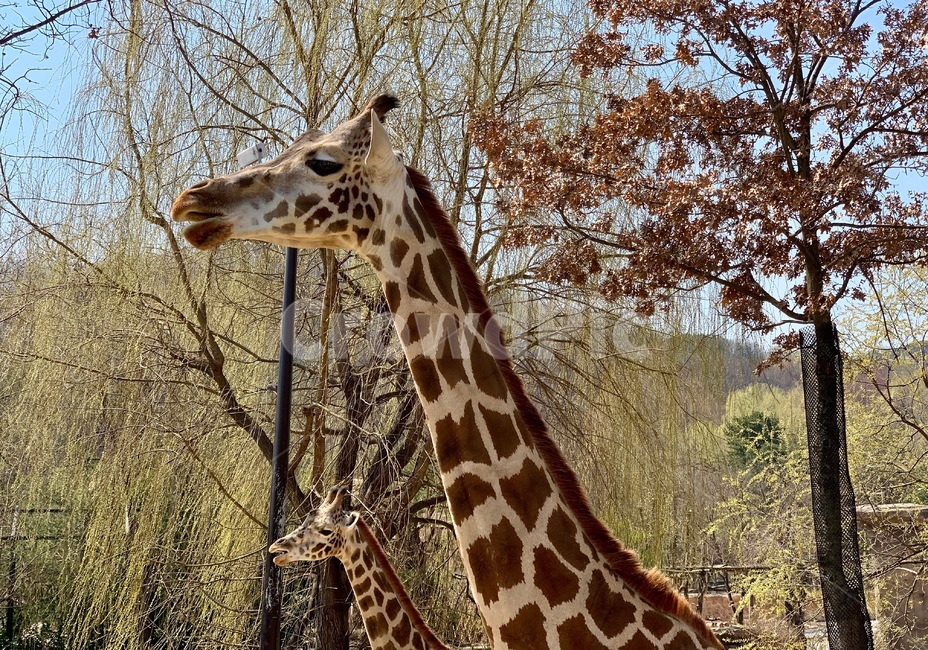 animal,동물,기린,giraffe,mammal,포유류,동물원,zoo,초식동물,야생동물,wildanimal,wildlife
