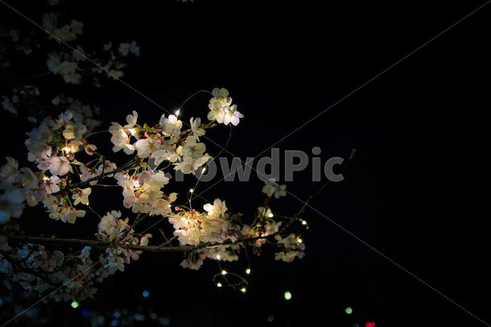 야간,벚꽃,야간번꽃,led벚꽃,벚꽃사진,야경벚꽃,봄,계절,spring,season,야경,밤,풍경,nightscape,night,landscape,식물,자연,plants,nature,꽃,flower,plant,blossom