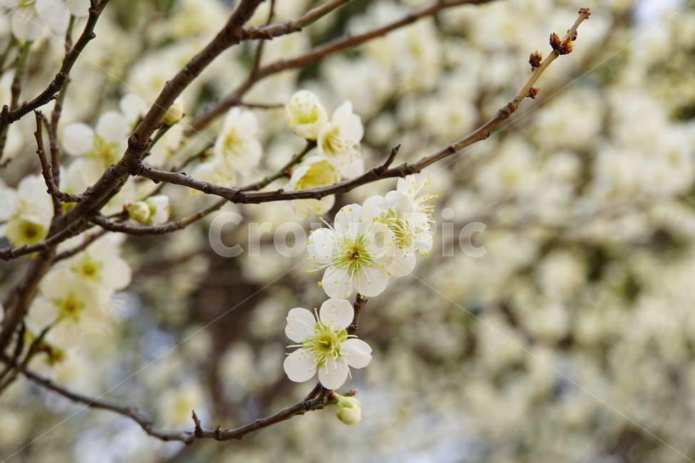 벚꽃,복사꽃,봄,따뜻한,하얀색,봄,계절,spring,season,식물,자연,plants,nature,꽃,flower,plant