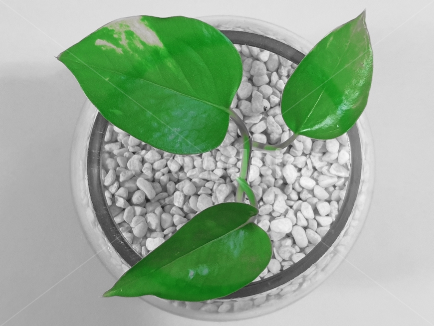 leaf,잎,plant,식물,화분,환경