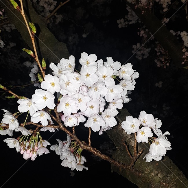 벚꽃,flower,꽃,흰색,나무,벚나무,봄,블랙,저녁,질감,가지,계절,검정