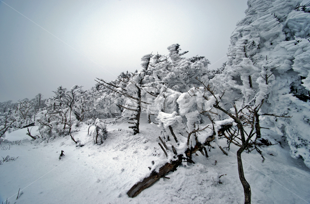 겨울산,한라산,설경,설산,한라산설경,겨울,고사목,설화,겨울,계절,winter,season