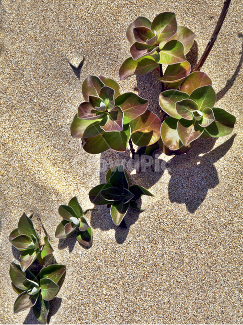 까라솔,다육식물,바다가,모래밭,군락,식물,자연,plants,nature