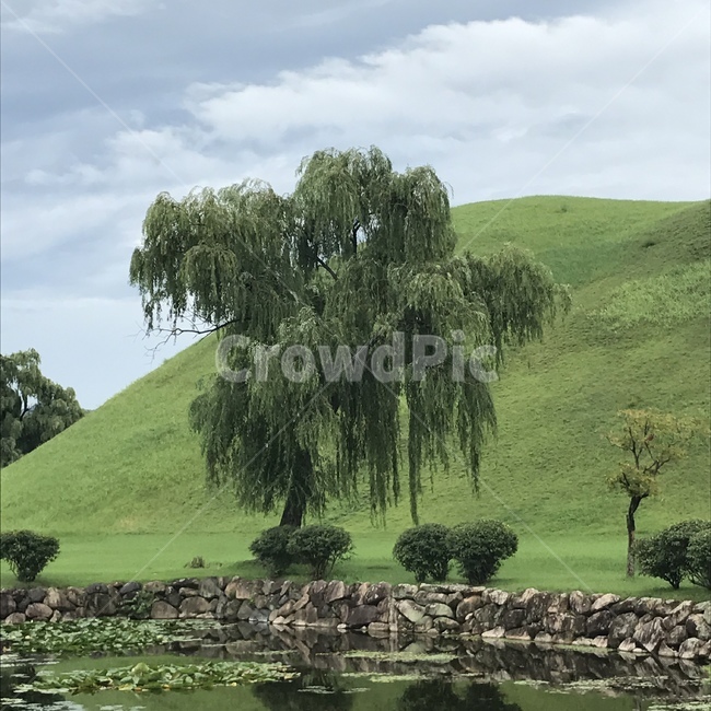 경주,풍경,감성,자연,나무,자연,풍경,nature,landscape,tree,plant,식물,field,들,grassland,목초지,outdoors,옥외