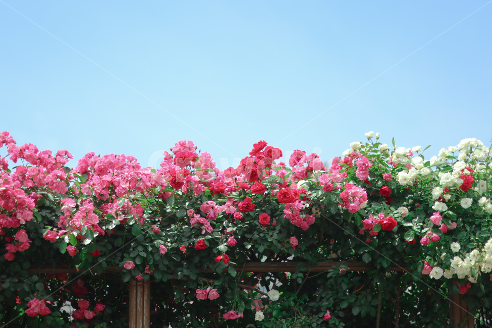 장미,꽃,봄,5월,장미사진,식물,자연,plants,nature,꽃,flower,감성,sensible,feeling,색깔,색상,색채,색감,color sense,color sensitivity,feeling of color