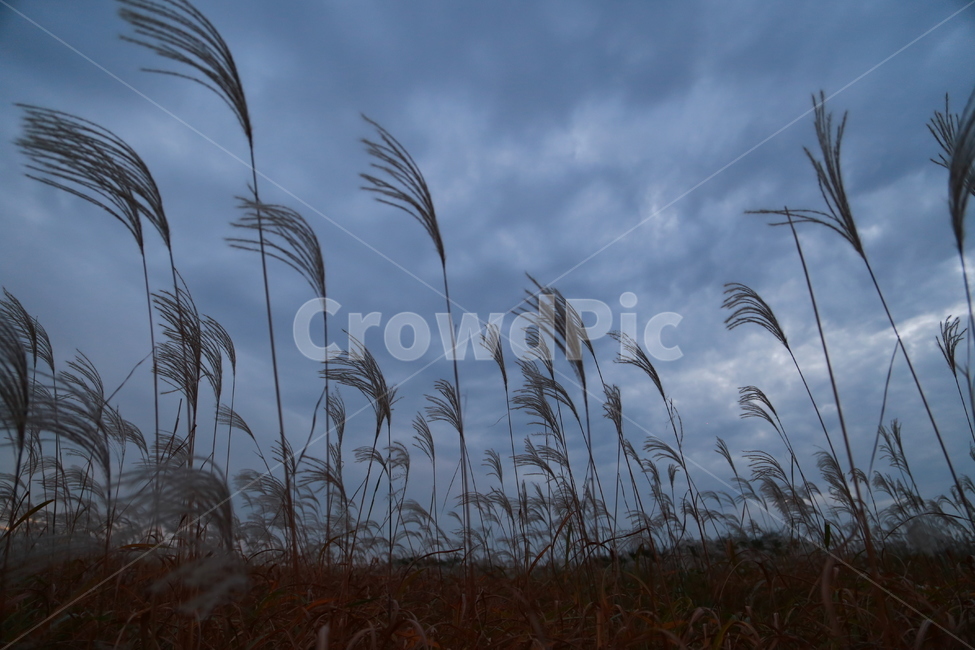 억새,억새축제,가을,하늘,자연,바람,가을,계절,fall,autumn,season,식물,자연,plants,nature,grass,잔디,plant,lawn,reed,갈대