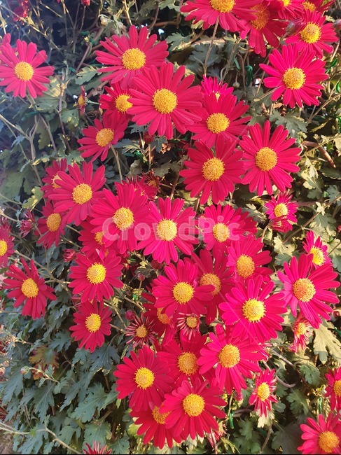 국화꽃,가을꽃,예쁜꽃,꽃,식물,식물,자연,plants,nature,꽃,flower