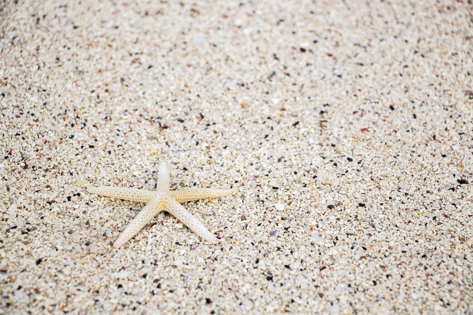 해변,모래사장,불가사리,여름,백사장,배경,백그라운드,해변,바다,beach,sea
