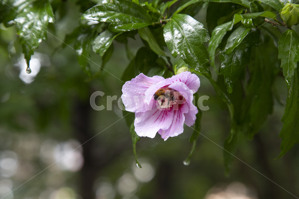 flower,무궁화,꽃,배경,자연,환경,나라꽃,국화,대한민국,크로즈업,분홍,한송이,꽃잎,꽃술,분홍색,무궁화꽃,벌,bee,곤충,식물,식물,자연,plants,nature,꽃,flower
