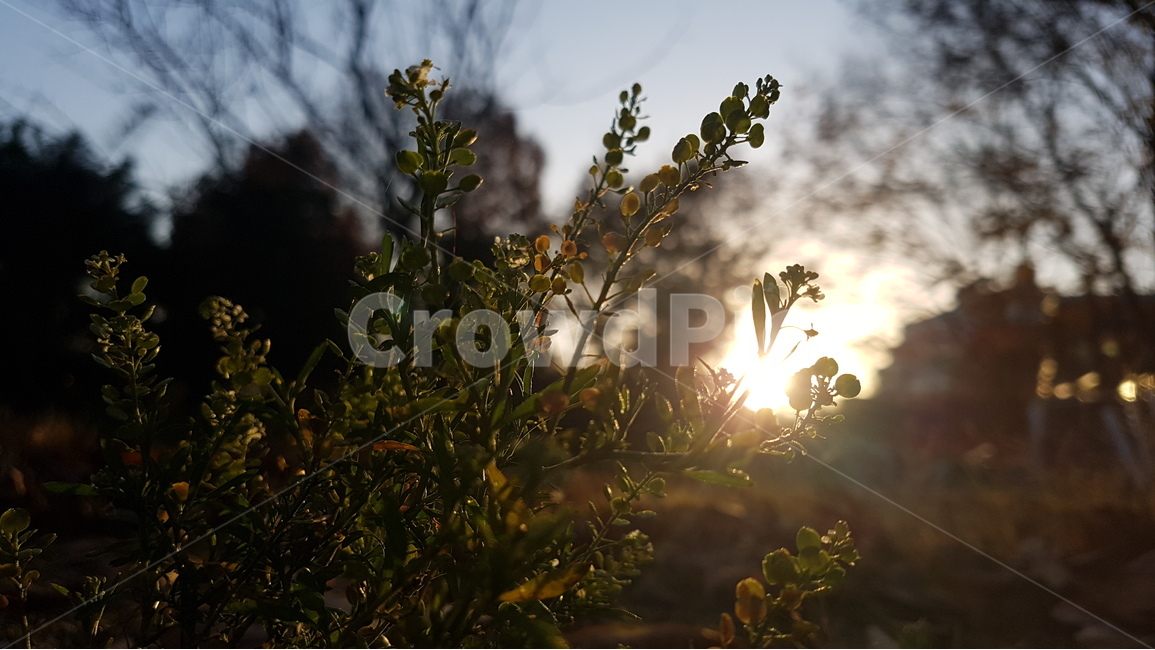 태양,노을,석양,sunset,숲,forest,식물,plant,sun,감성,명상,생각,날씨,weather,하늘,sky,햇살,sunlight,sunshine,해,식물,자연,plants,nature,휴식,힐링,rest,relaxation,healing