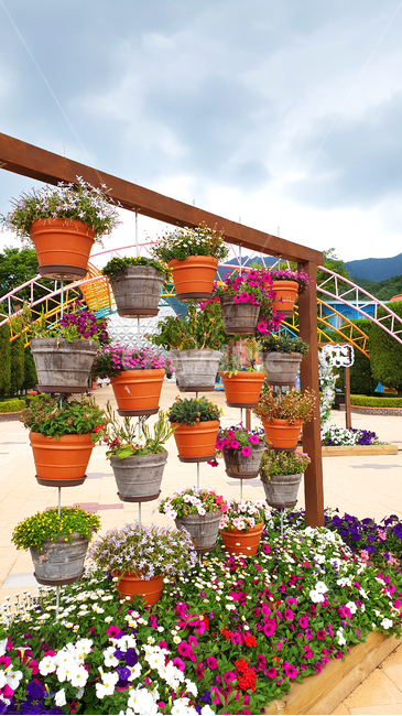 옥외,outdoors,화분,꽃,flowerpot,flower,bloom,식물,자연,plants,nature,꽃,flower