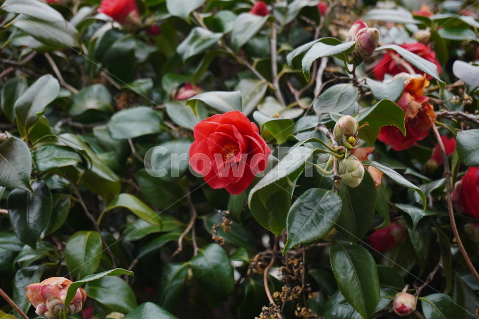 식물,plant,꽃,flower,blossom,동백,camellia,동백꽃,겨울꽃,겨울,흐린날,정원,섬,한국