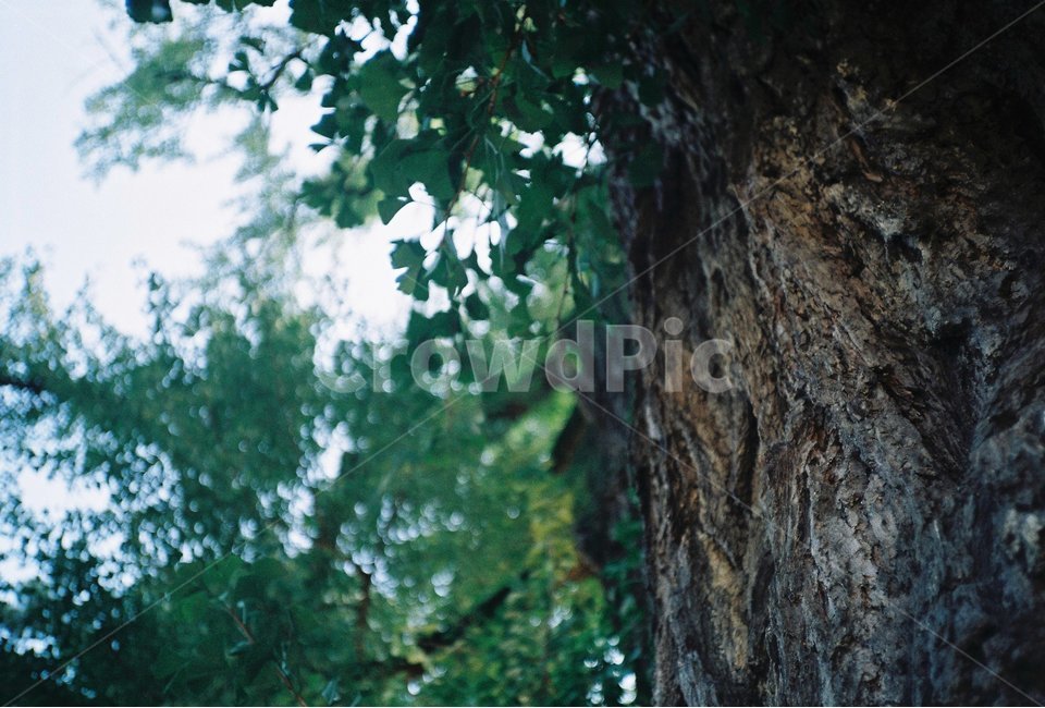 은행나무,나무,고목,여름,필름사진,식물,풍경,식물,자연,plants,nature,나무,trees,wood