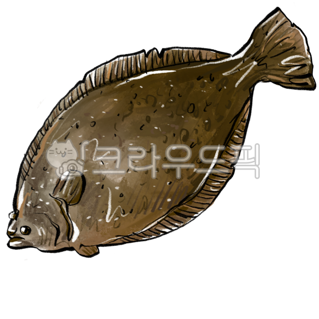 광어,활어,생선,생물,물고기,flounder,livefish,fish,드로잉