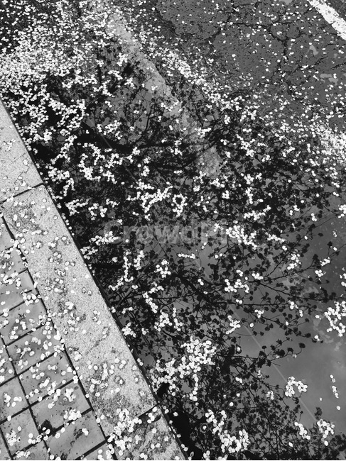 여의도,흑백,꽃,벚꽃,꽃잎,꽃,flower,흑백,모노톤,monochrome,black and white