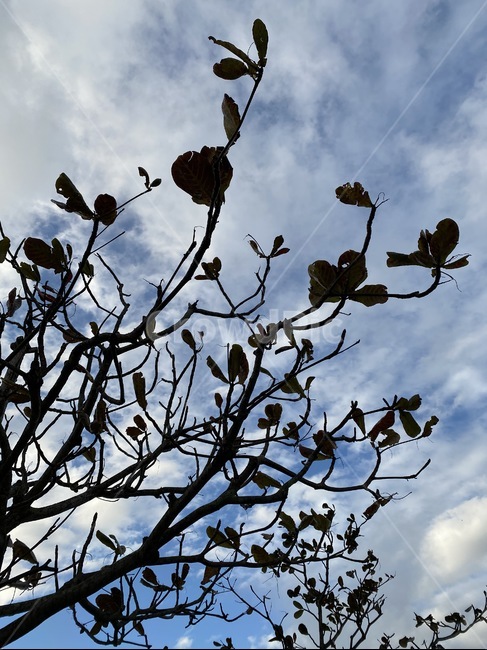 sky,cloud,clouds,blue,bluesky,tree,nature,art,spring,plant,garden,하늘,구름,나무,식물,정원,화단,꽃봉우리,봄