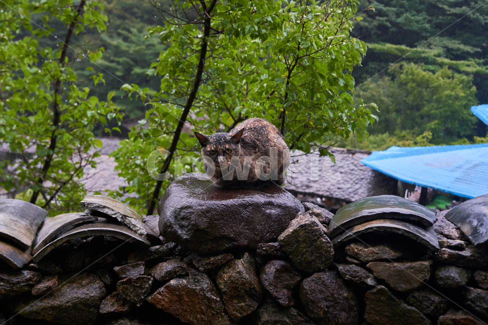 고양이,비,처량,야생,기왓장,숲속,자연,나무,돌,돌담,동물,야생동물,동물,animal,포유류,mammal,고양이,cat,kitten,kitty