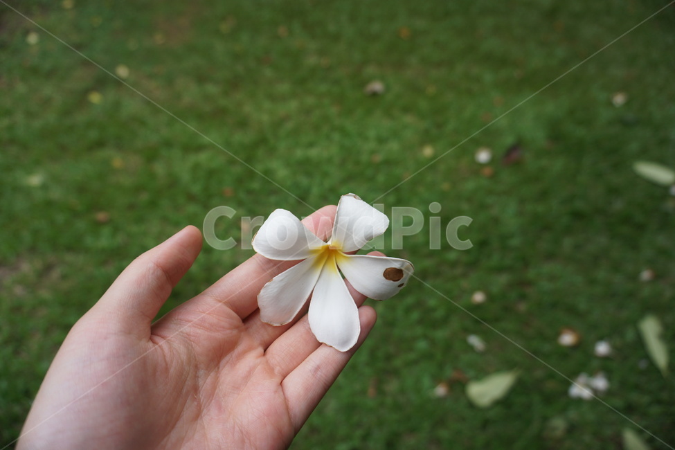 식물,꽃,손,초록,plant,flower,person,사람,hand