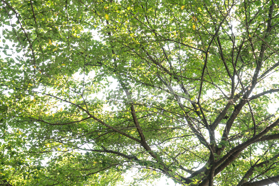 나무,나뭇잎,초록,green,tree,식물,자연,plants,nature