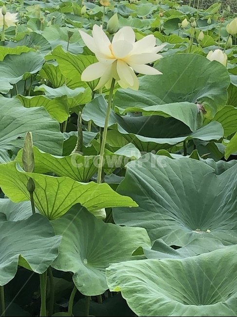 꽃,궁남지,연꽃,연꽃축제,식물