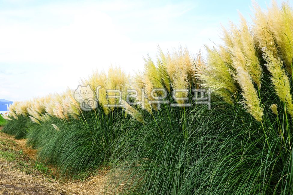 팜파스그라스,팜파스,갈대,갈색,pampasgrass,pampas,brown