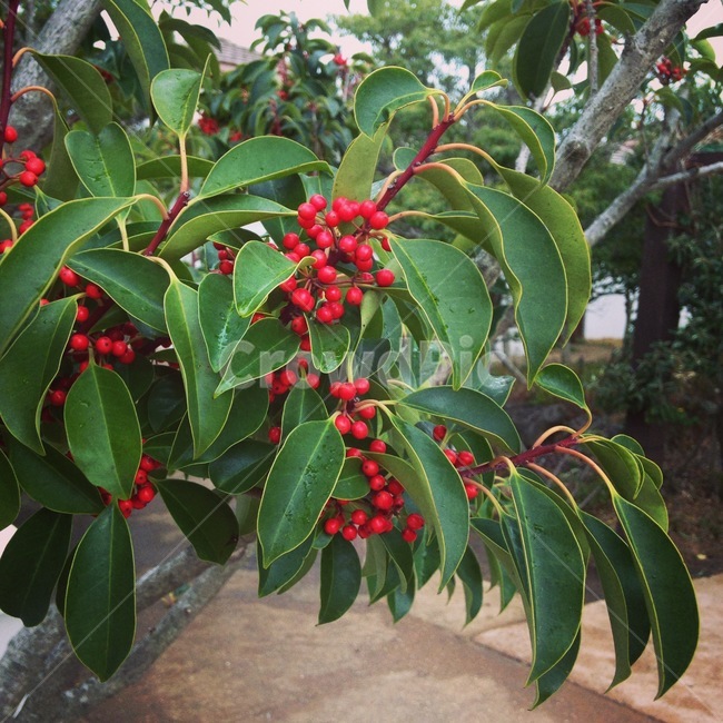 식물,열매,제주,붉은열매,자연,식물,자연,plants,nature,과일,열매,fruit