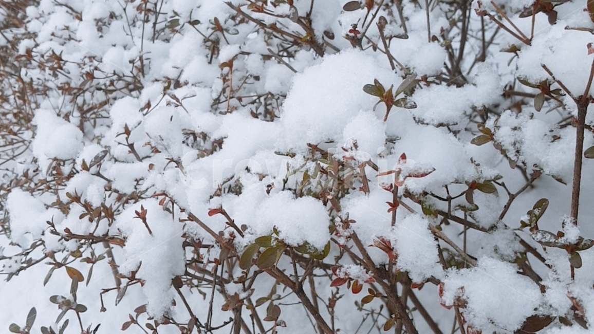 겨울,눈내린,눈꽃,눈덮힌,꽃가지,snow,겨울,계절,winter,season