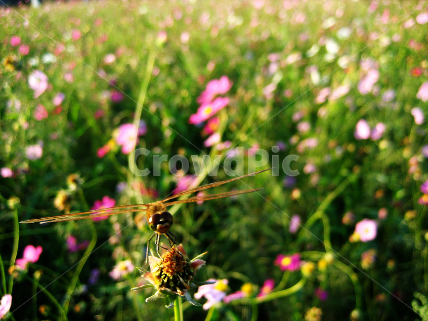 잠자리,가을,곤충,fall,bug,autumn,dragonfly,동물,animal,곤충,벌레,insect,bug