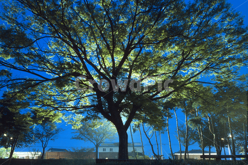 필름,필름사진,필름느낌,필름감성,나무,나무줄기,식물,새벽,빛,빛내림,tree,treetrunk,plant,자연,풍경,nature,landscape