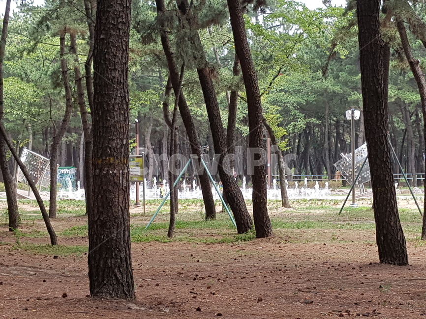 나무,tree,plant,식물,공원,자연,풍경,nature,landscape,ground,바닥,tree trunk,나무 줄기